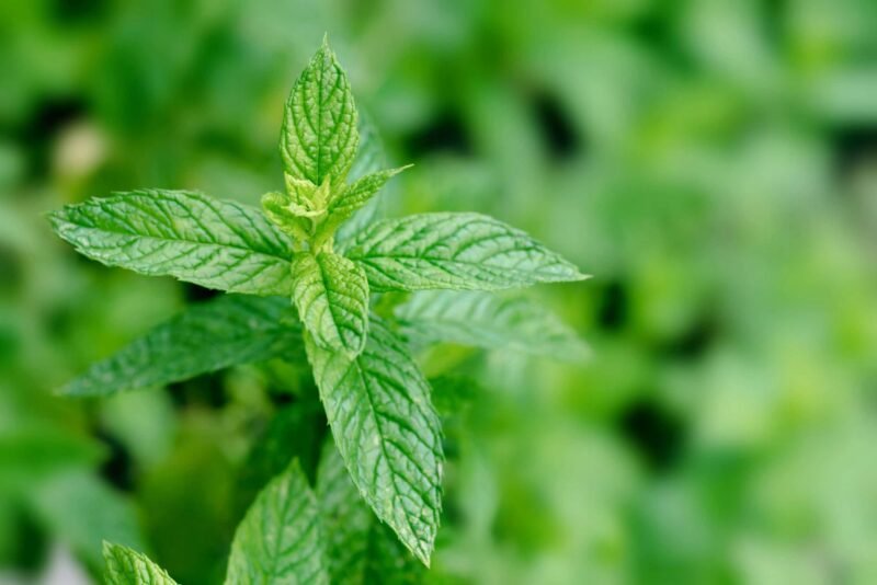Mint Dried Leaves Mint Infusion Fresh 15g / Nutin - Image 3